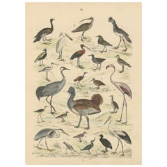 Ornithology Print of Cranes, Flamingos, Herons and Waders by T Bromme c1865