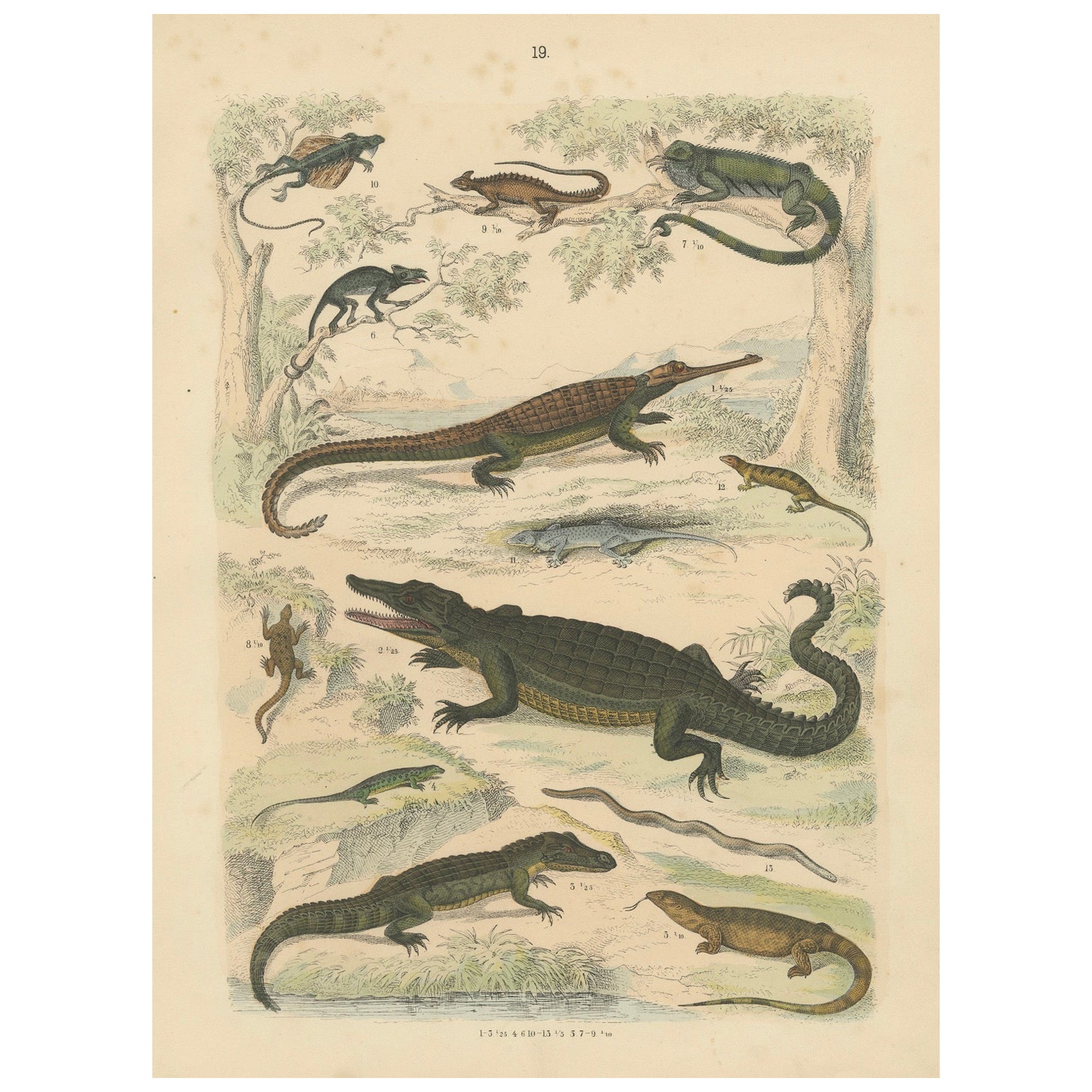 Zoology Print of Crocodiles, Monitor Lizards and Iguanas by T Bromme c1865