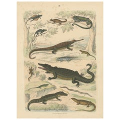Zoology Print of Crocodiles, Monitor Lizards and Iguanas by T Bromme c1865