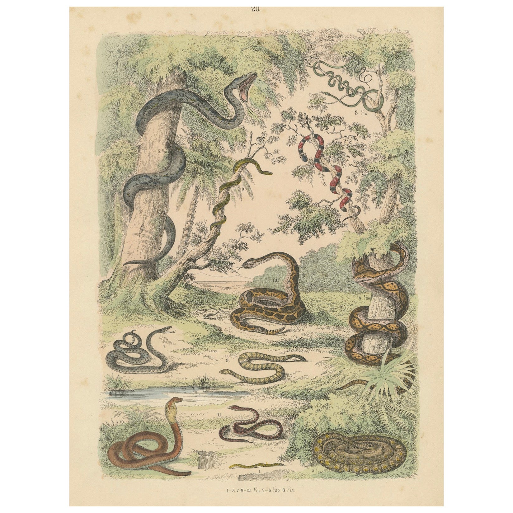 Zoology Print of Boa, Python, Coral Snake and Vipers by T Bromme circa 1865