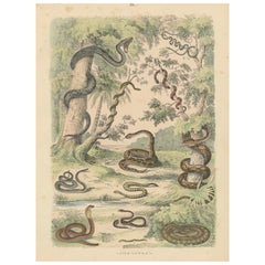 Zoology Print of Boa, Python, Coral Snake and Vipers by T Bromme circa 1865