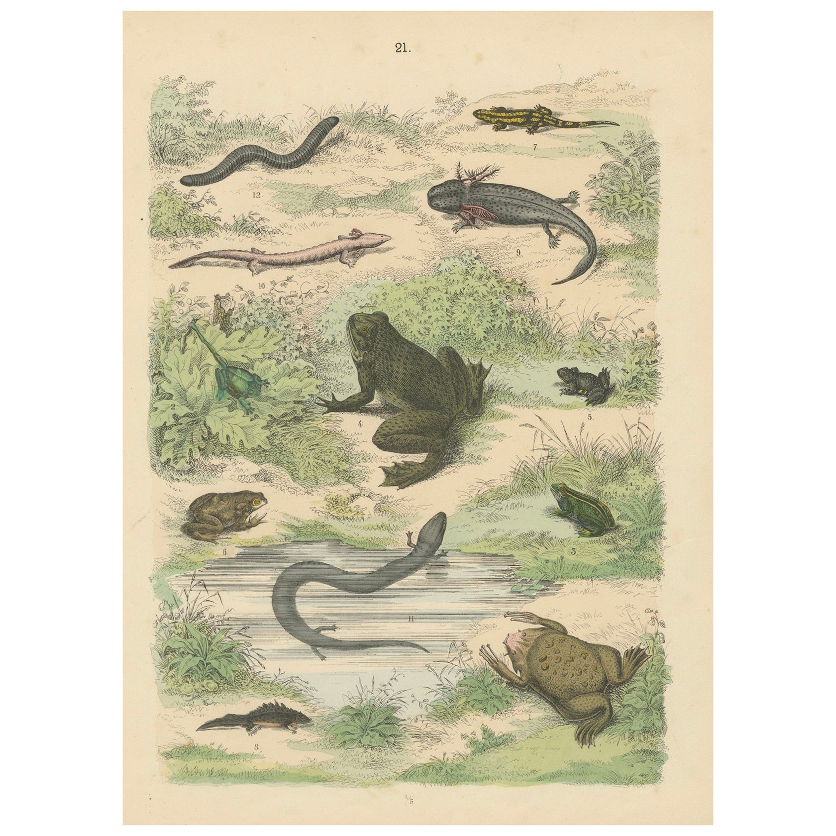 Zoology Print of Frogs, Salamanders, Axolotl and Caecilian by T Bromme c1865