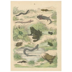 Zoology Print of Frogs, Salamanders, Axolotl and Caecilian by T Bromme c1865
