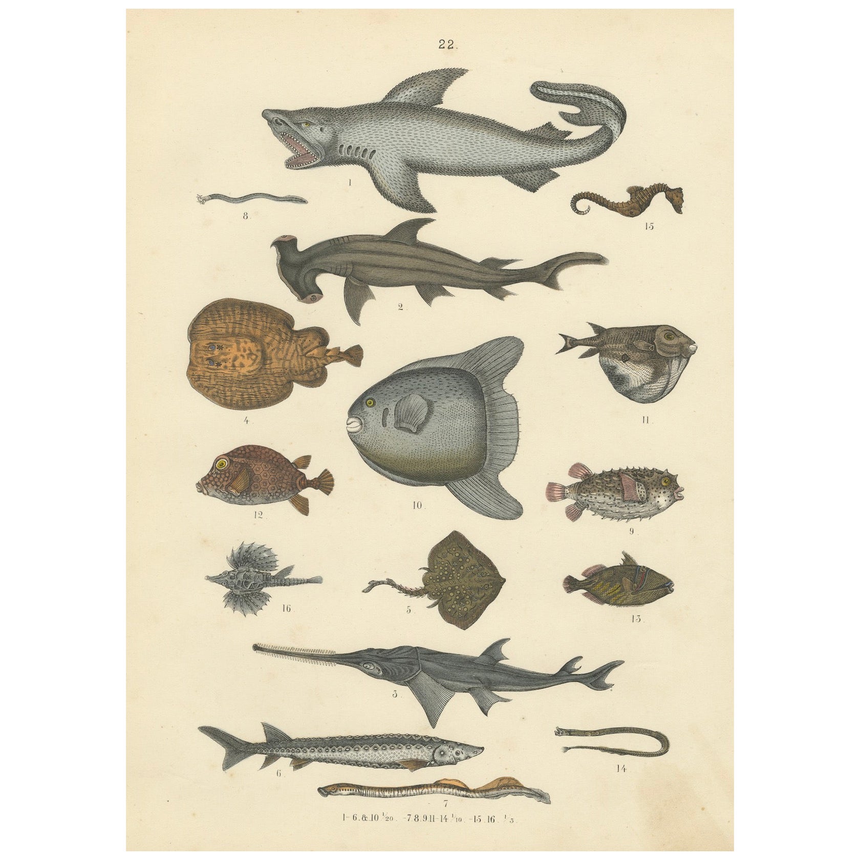 Zoology Print of Shark, Sunfish, Seahorse and Pufferfish by T Bromme c1865