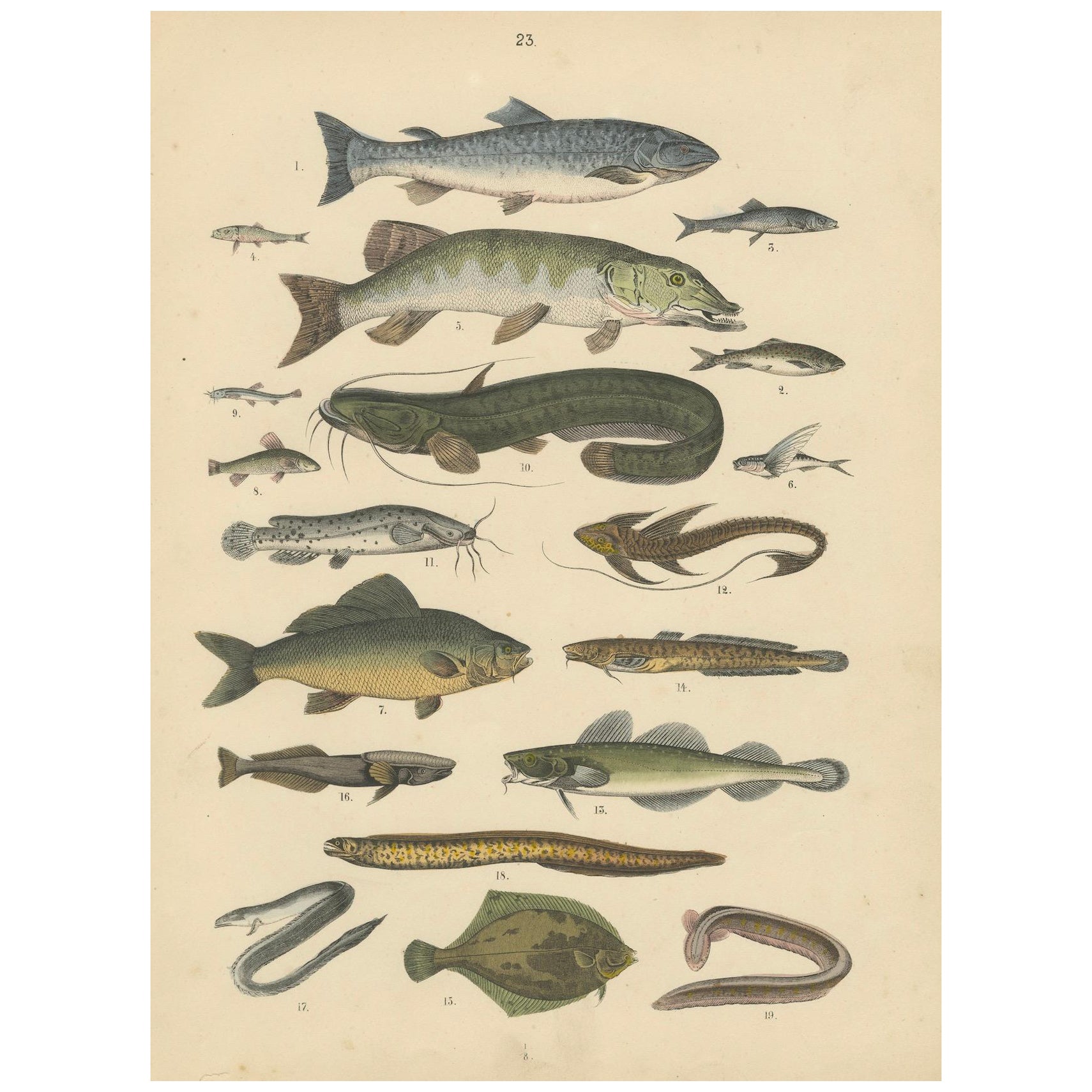 Zoology Print of Trout, Catfish, Eels and Flatfish by T Bromme circa 1865