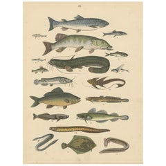 Zoology Print of Trout, Catfish, Eels and Flatfish by T Bromme circa 1865