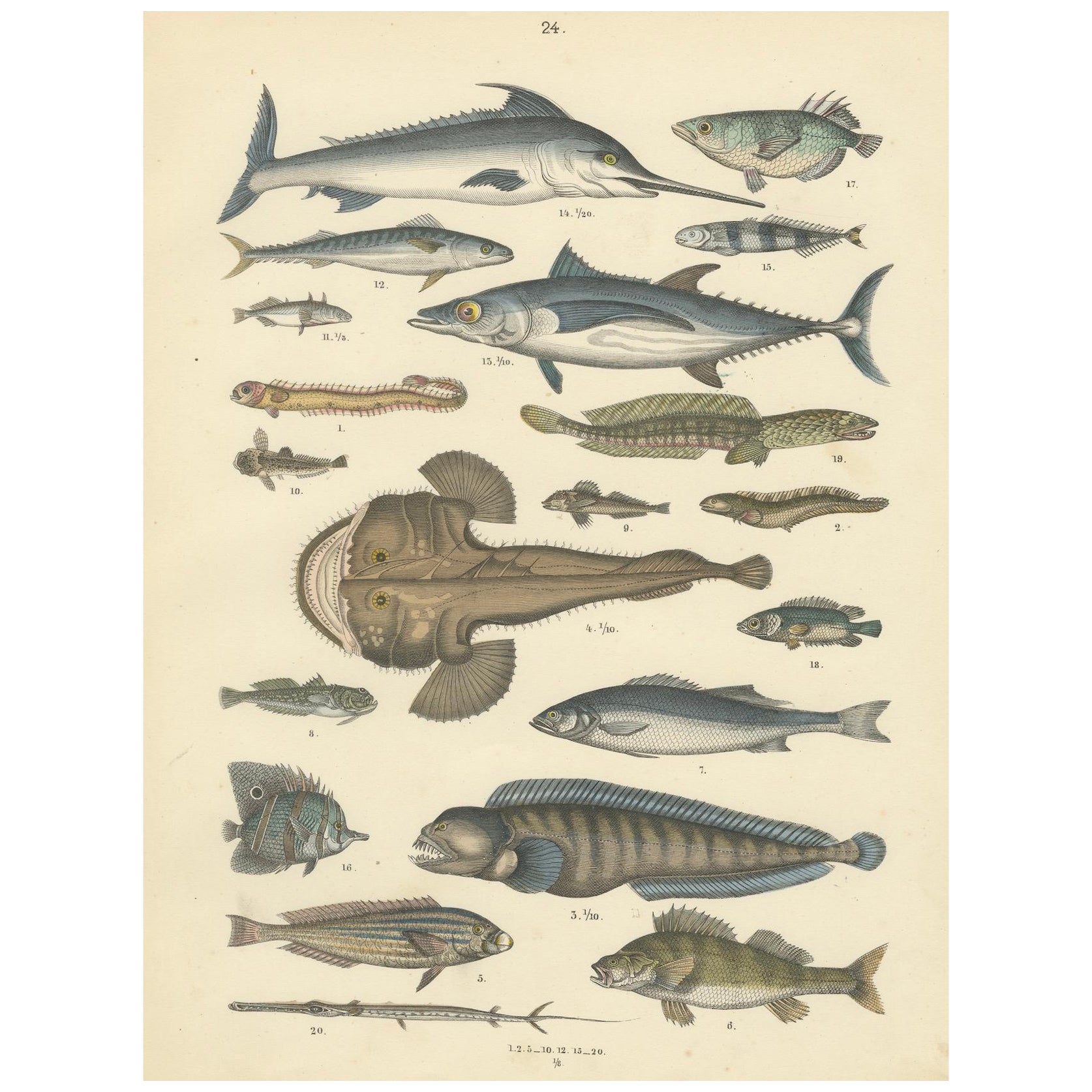Zoology Print of Swordfish, Tuna, Anglerfish and Exotic Fishes by T Bromme c1865