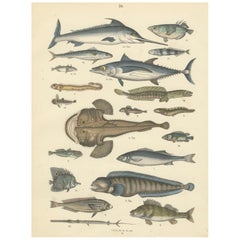Zoology Print of Swordfish, Tuna, Anglerfish and Exotic Fishes by T Bromme c1865
