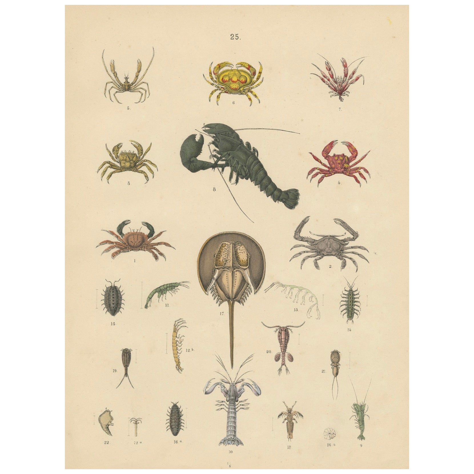 Zoology Print of Crabs, Lobster, Horseshoe Crab and Plankton by T Bromme c1865 in vendita