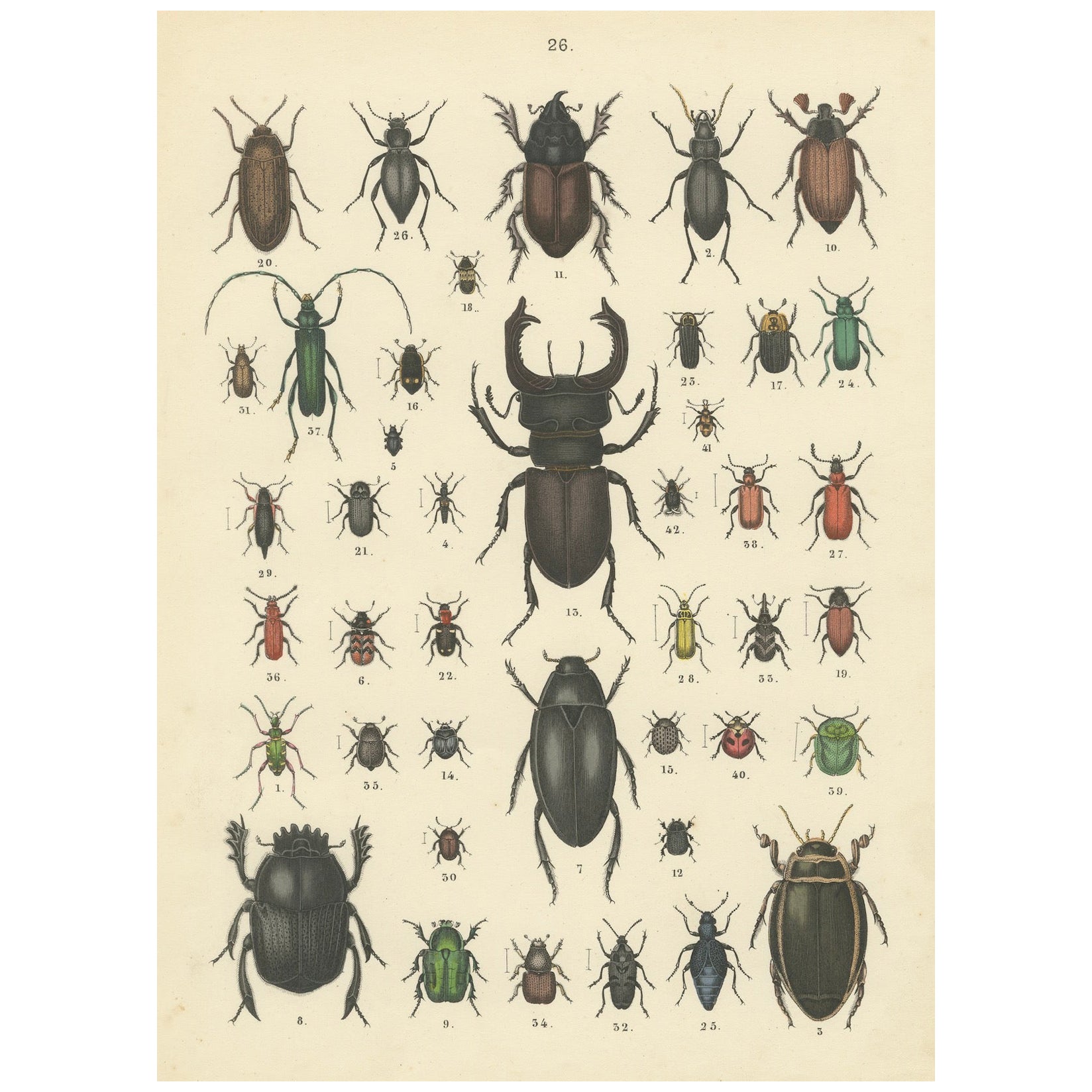 Zoology Print of Beetles and Scarabs by T Bromme circa 1865 en vente