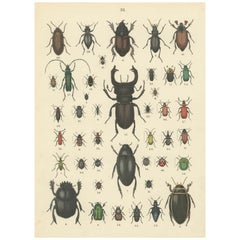 Zoology Print of Beetles and Scarabs by T Bromme circa 1865