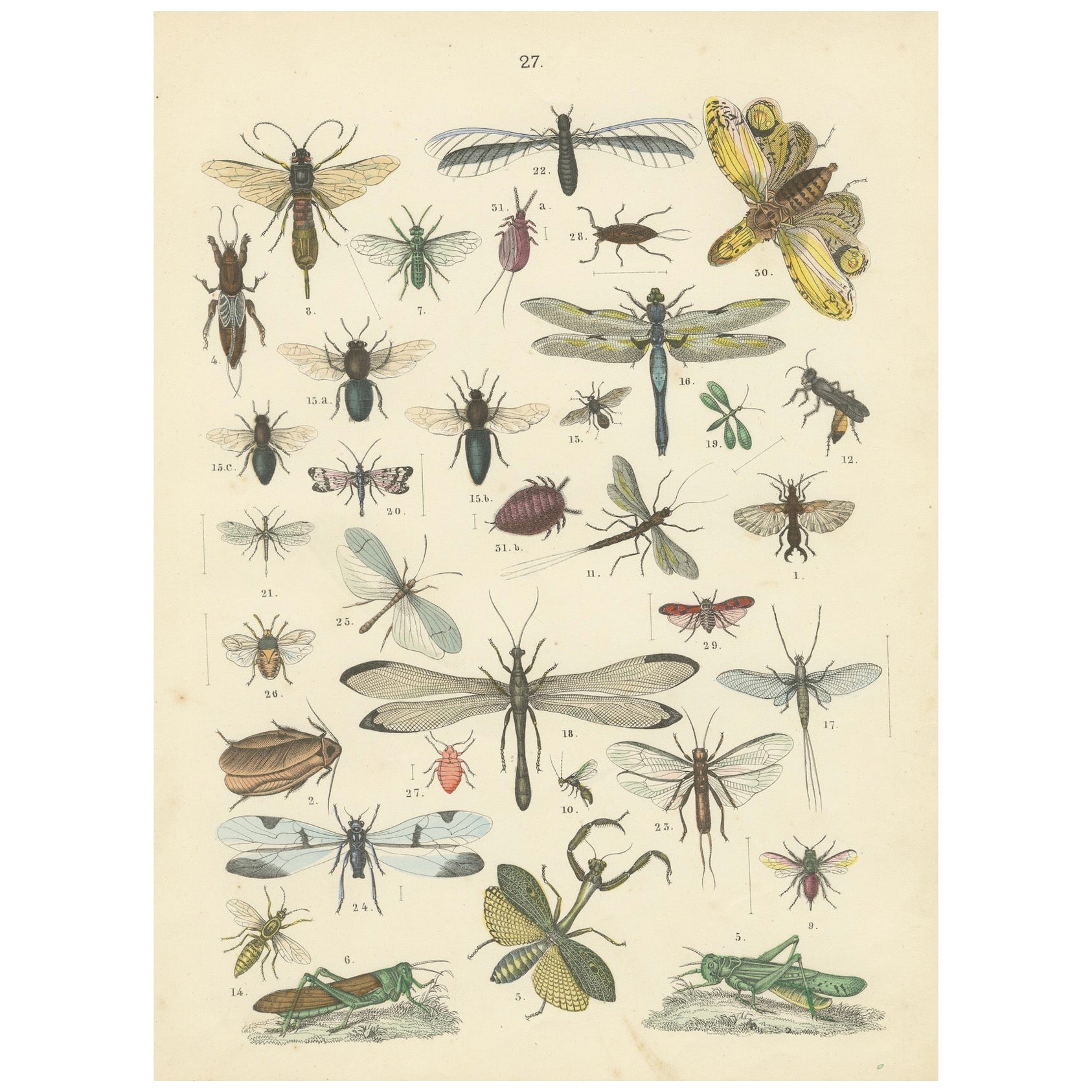 Zoology Print of Grasshoppers, Dragonflies, Wasps and Insects by T Bromme c1865
