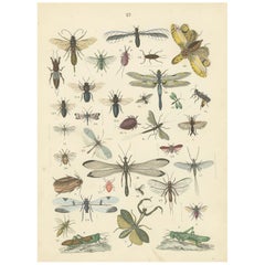 Zoology Print of Grasshoppers, Dragonflies, Wasps and Insects by T Bromme c1865