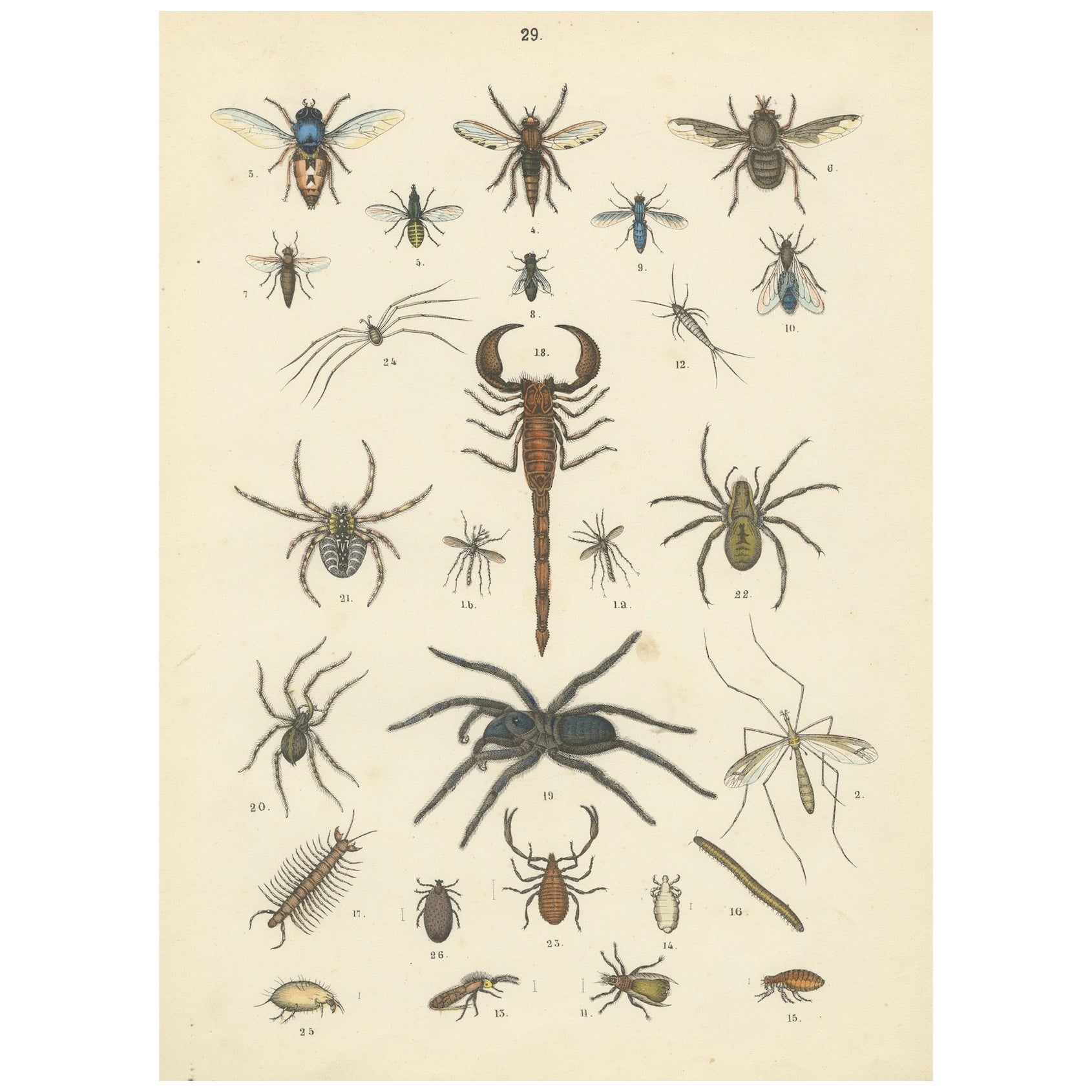 Zoology Print of Spiders, Scorpions, Flies and Lice by T Bromme circa 1865
