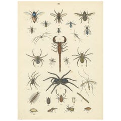 Zoology Print of Spiders, Scorpions, Flies and Lice by T Bromme circa 1865