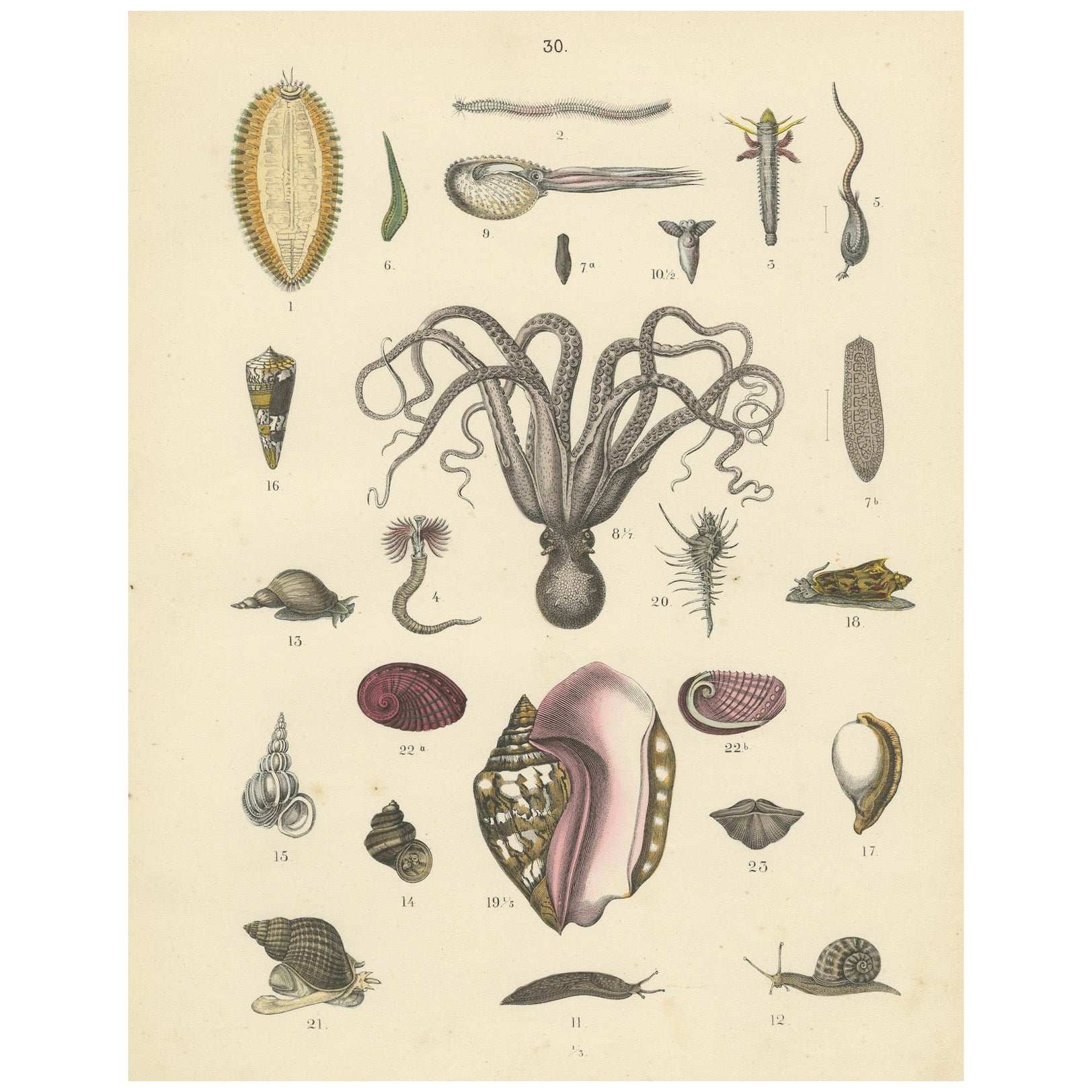 Zoology Print of Octopus, Slugs, Sea Shells and Marine Mollusks by T Bromme 1865