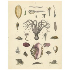Antique Zoology Print of Octopus, Slugs, Sea Shells and Marine Mollusks by T Bromme 1865