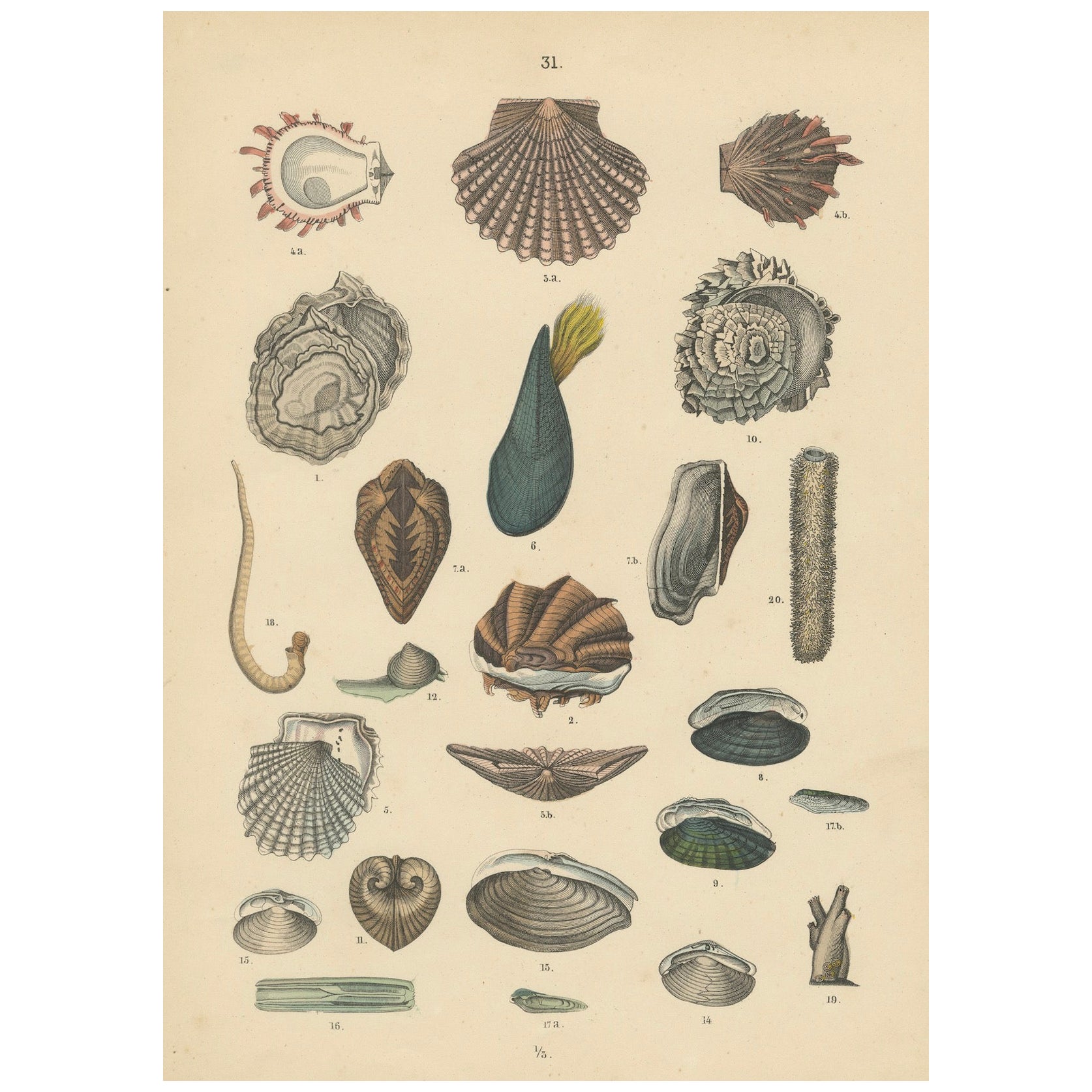 Zoology Print of Scallops, Oysters, Mussels and Bivalve Shells by T Bromme c1865