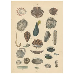 Zoology Print of Scallops, Oysters, Mussels and Bivalve Shells by T Bromme c1865