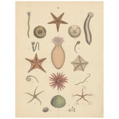 Zoology Print of Starfish, Sea Urchins and Sea Cucumbers by T Bromme c1865