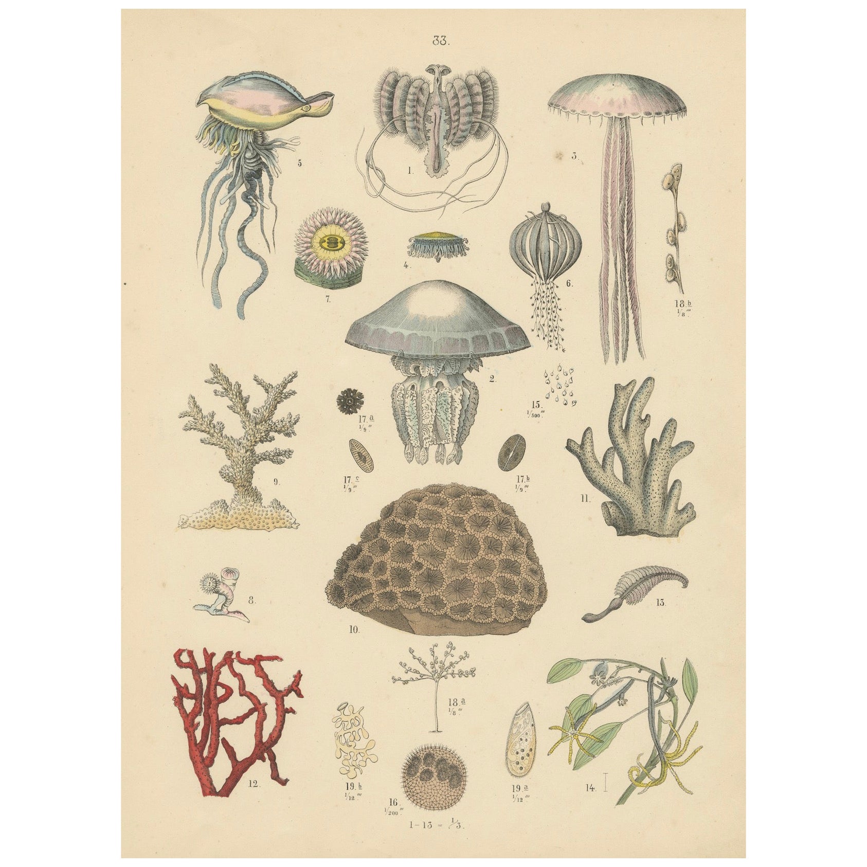 Zoology Print of Jellyfish, Corals and Marine Invertebrates by T Bromme - c1865
