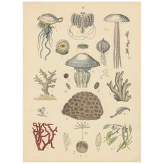Antique Zoology Print of Jellyfish, Corals and Marine Invertebrates by T Bromme - c1865
