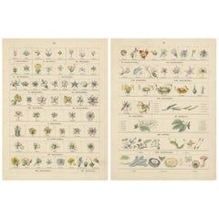 Set of Two Botanical Prints of Floral Classification by T Bromme c1865