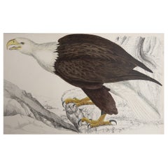 Original Antique Print of an Eagle, 1847 'Unframed'