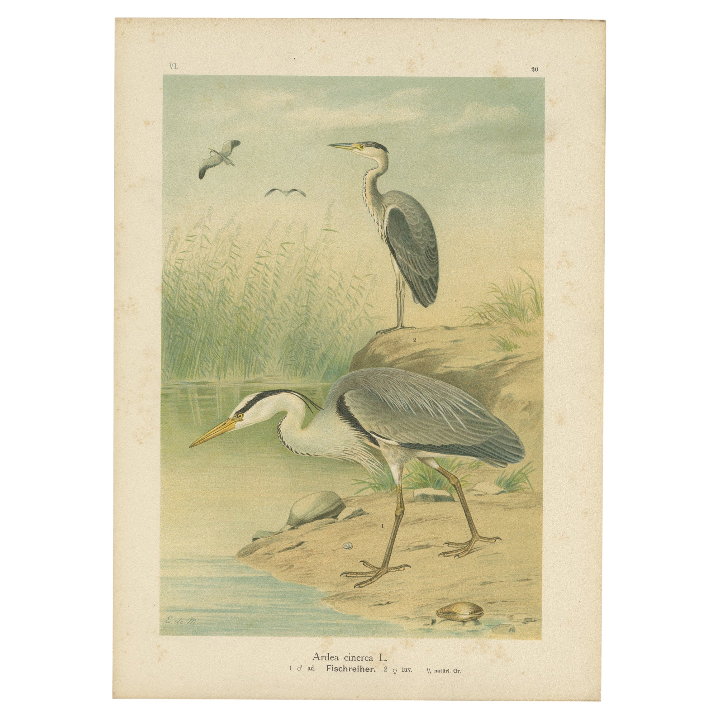 Antique Bird Print of the Grey Heron by Naumann, circa 1895
