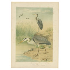 Antique Bird Print of the Grey Heron by Naumann, circa 1895
