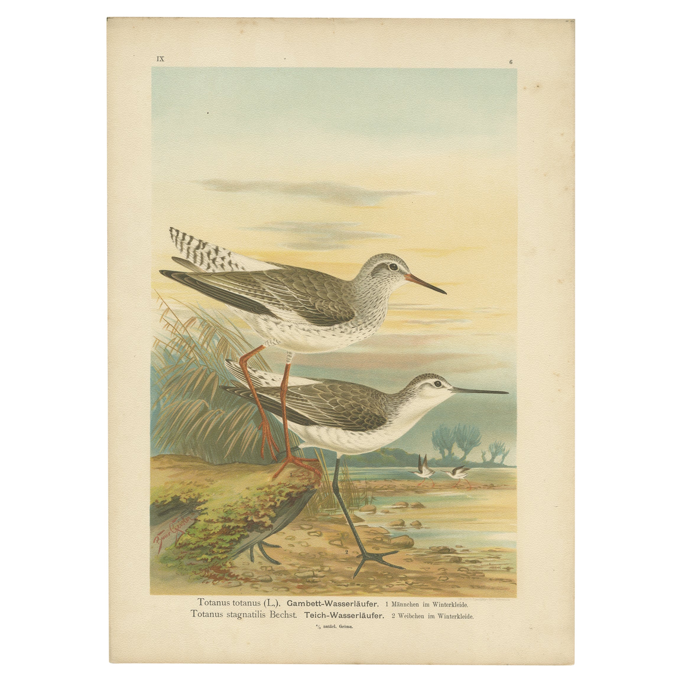 Redshank and Marsh Sandpiper, Antique Shorebird Lithograph c.1895
