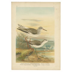 Redshank and Marsh Sandpiper, Antique Shorebird Lithograph c.1895