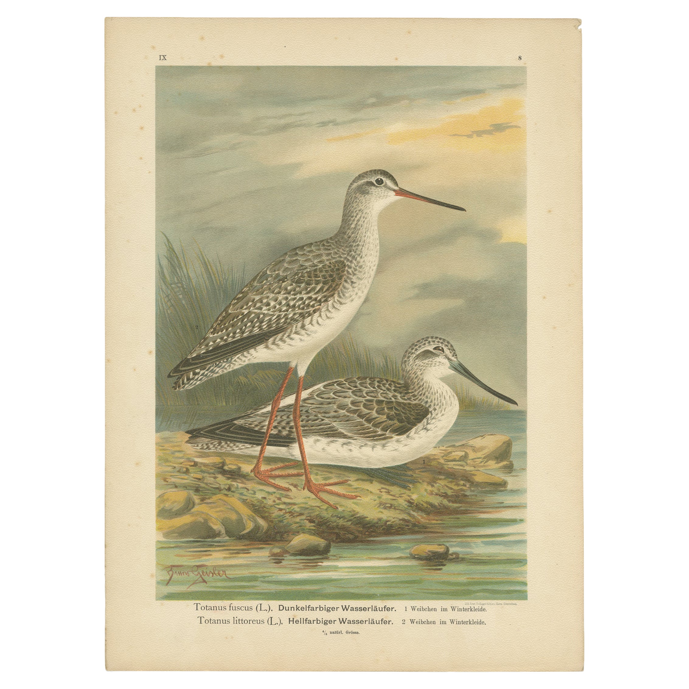 Redshank and Greenshank in Winter Plumage, Antique Bird Lithograph c.1895
