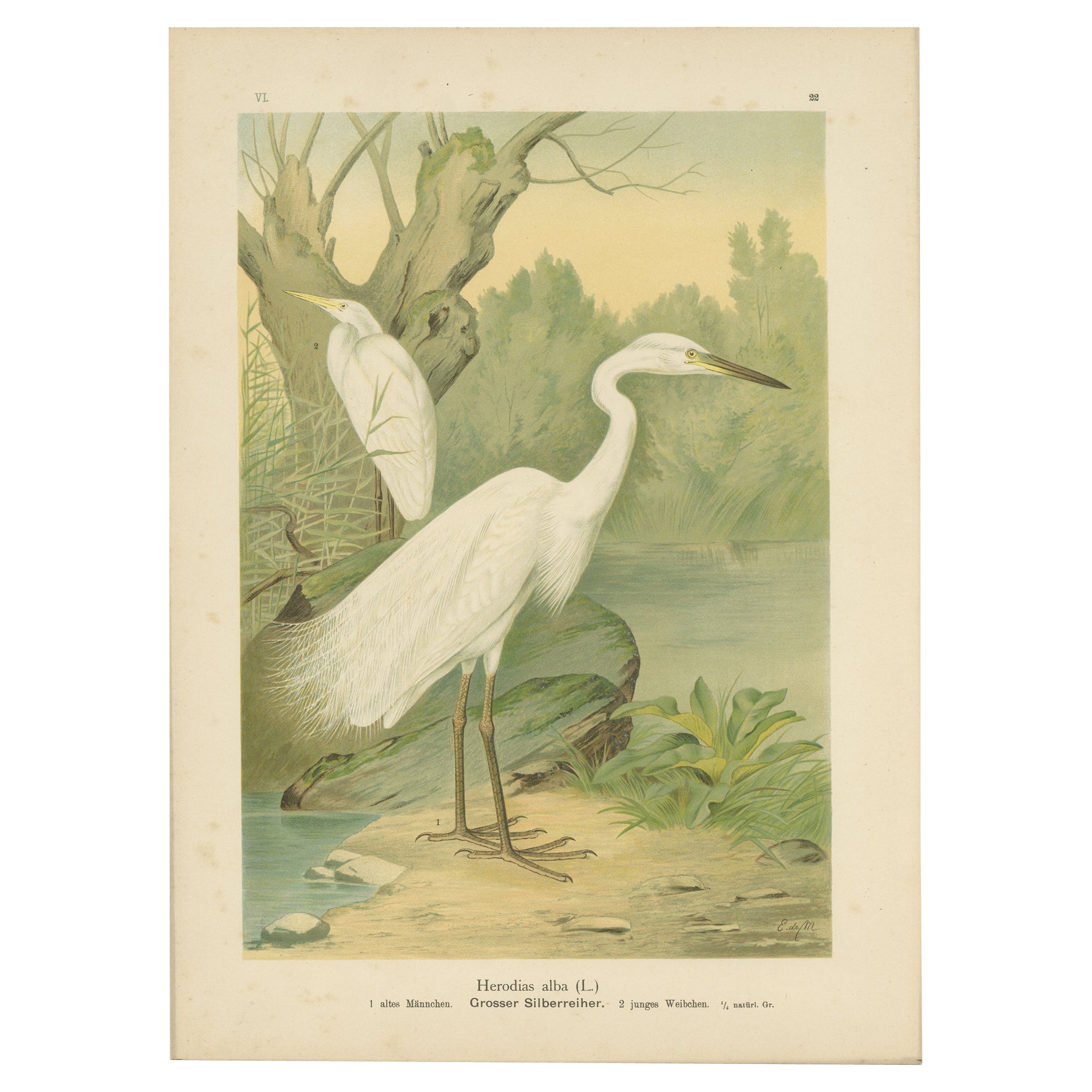 Great Egret or White Heron, Elegant German Ornithology Print c.1985