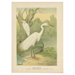 Antique Great Egret or White Heron, Elegant German Ornithology Print c.1985