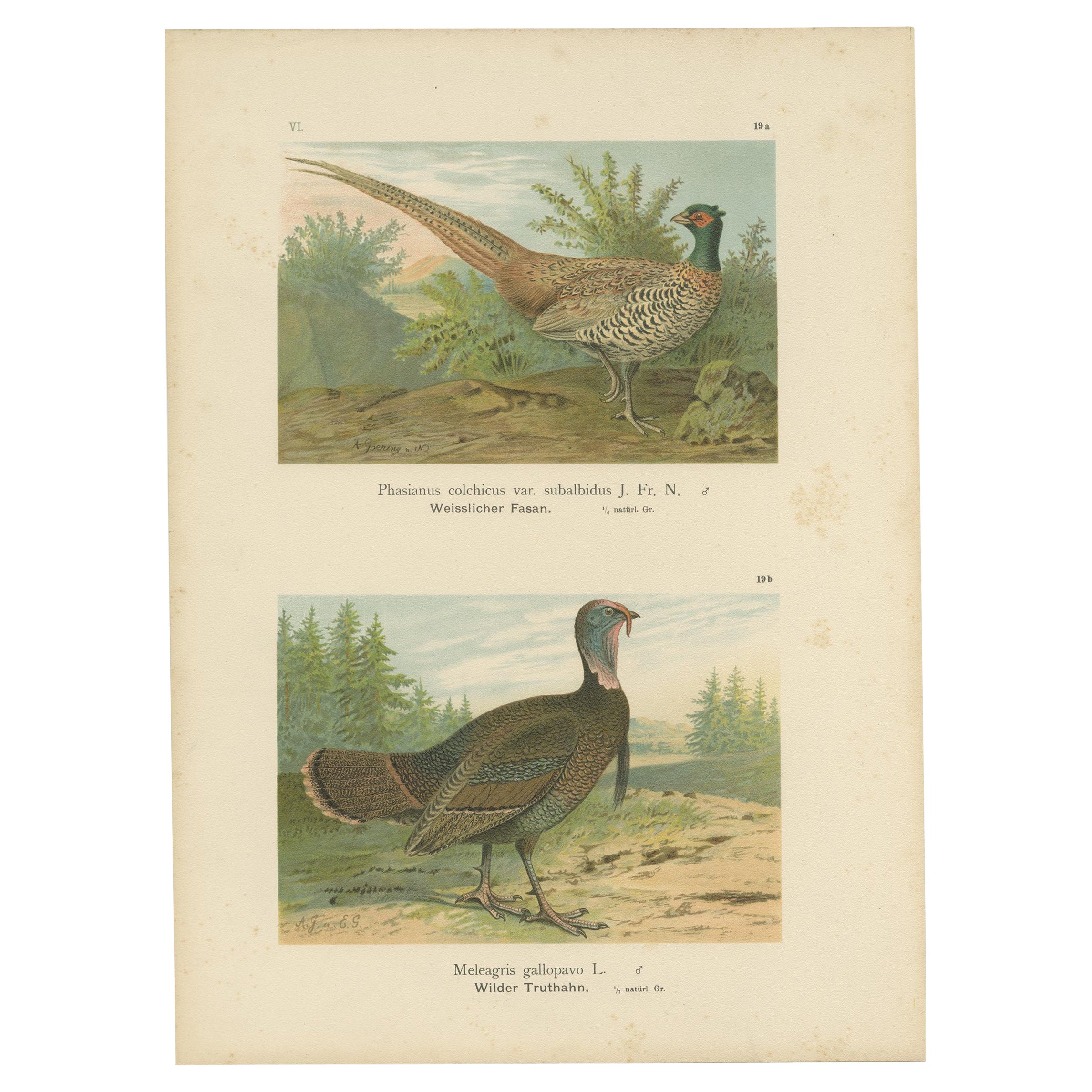 Pheasant and Wild Turkey, Antique Chromolithograph Game Birds c.1895
