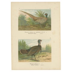 Pheasant and Wild Turkey, Antique Chromolithograph Game Birds c.1895