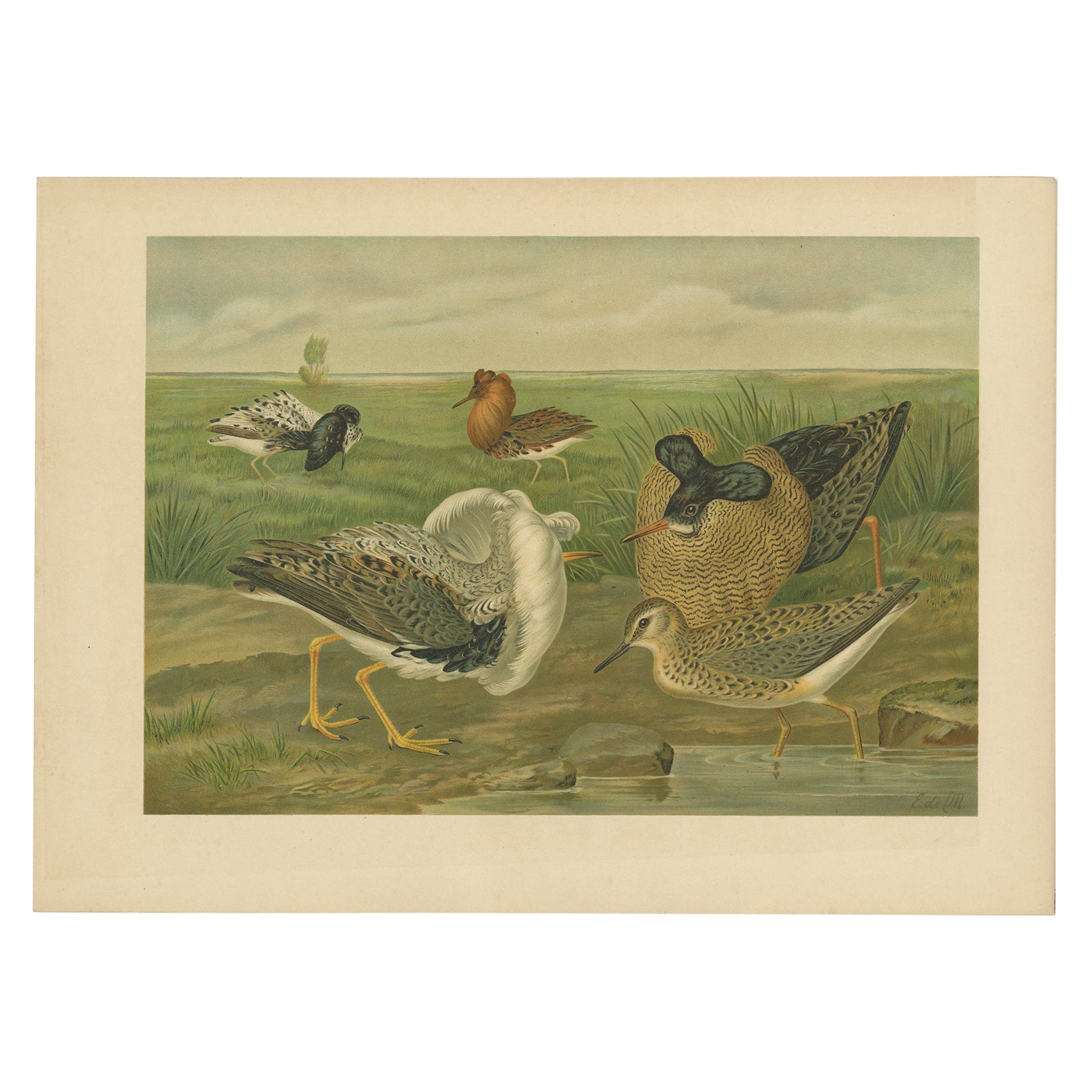 Ruffs and Reeves in Breeding Plumage, Ornithological Lithograph c.1895