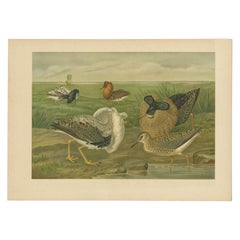 Ruffs and Reeves in Breeding Plumage, Ornithological Lithograph c.1895