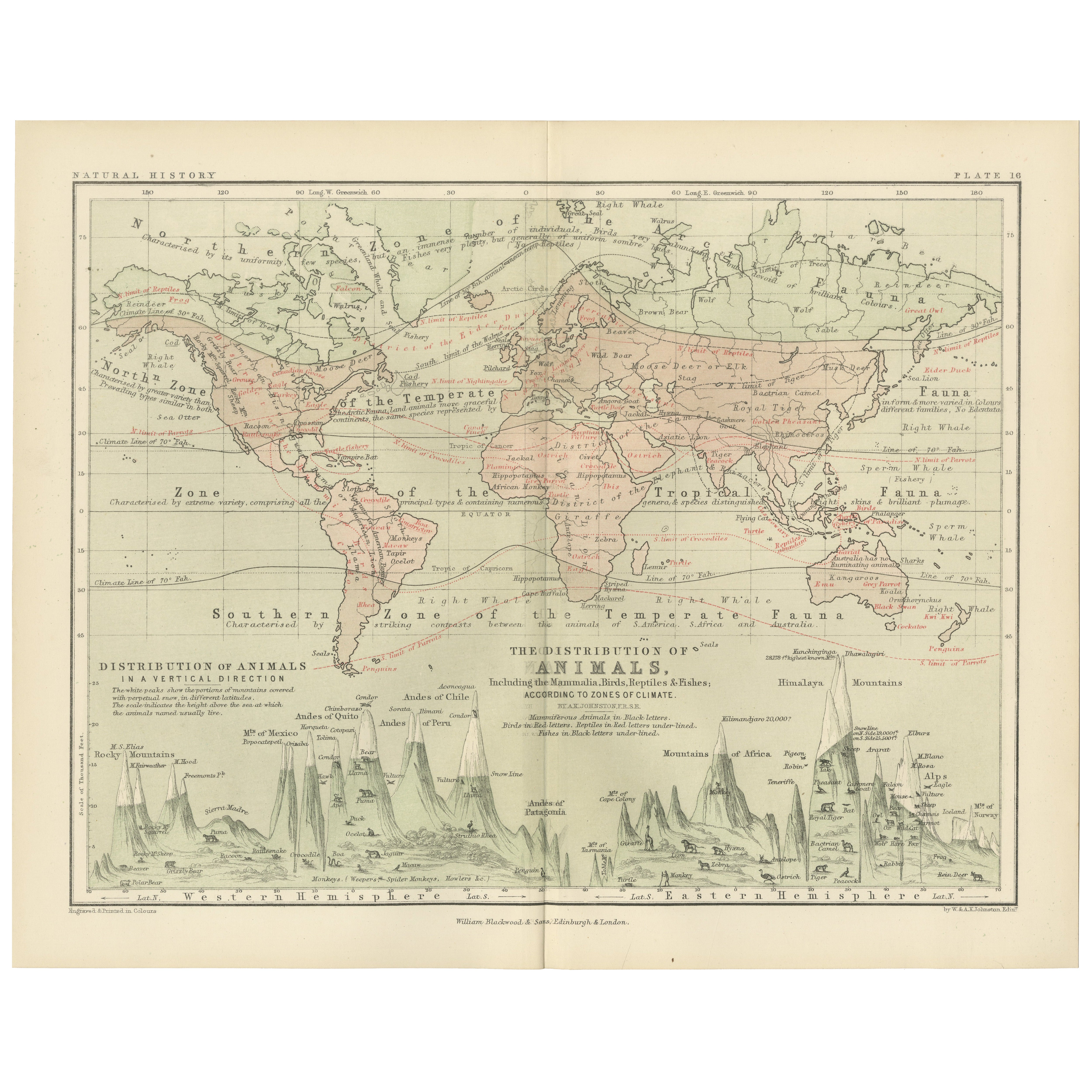 Animal Distribution Map by A.K. Johnston – Fauna by Climate Zones 1852