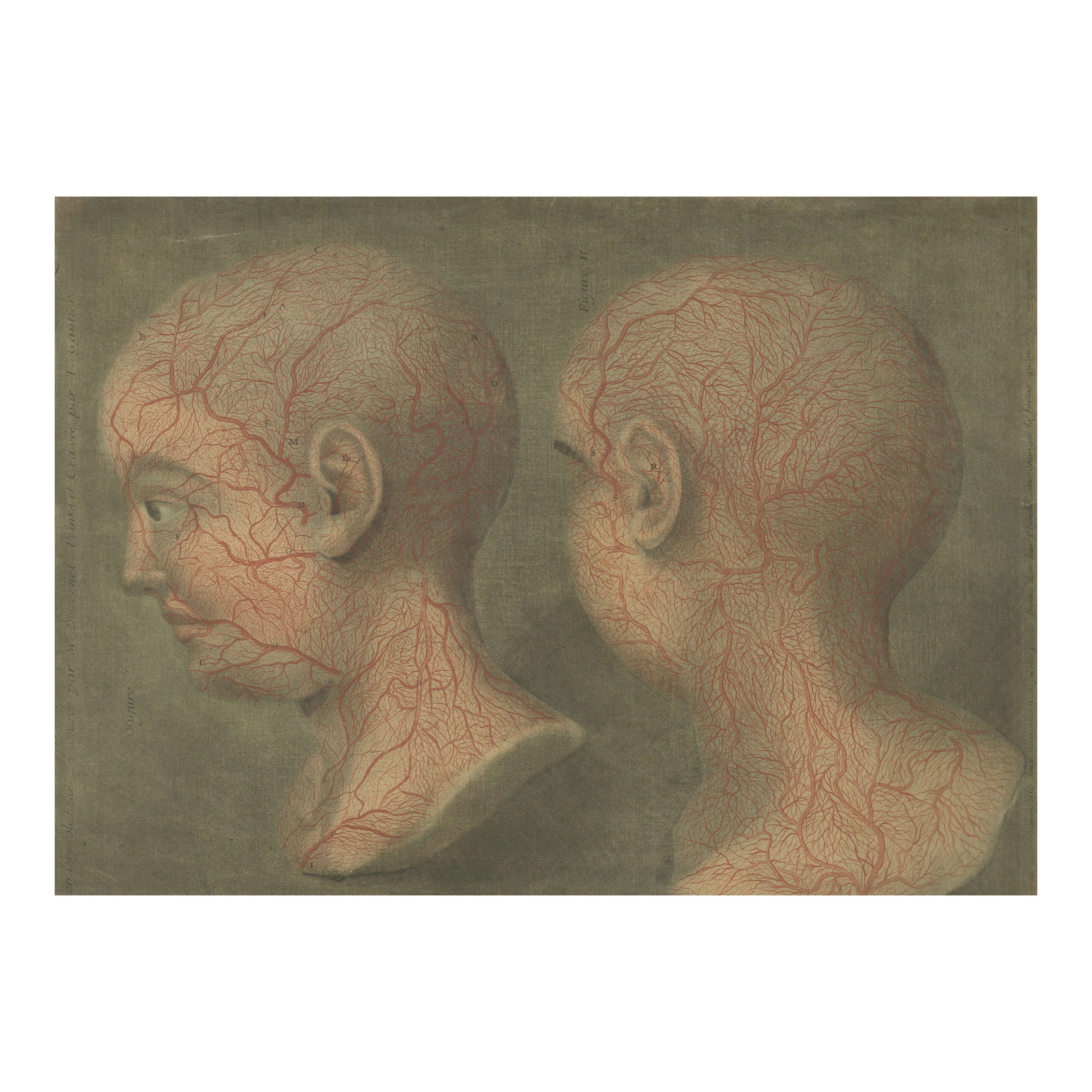 Anatomical Study of Head and Neck Veins – Rare Color Mezzotint, 1748 For Sale