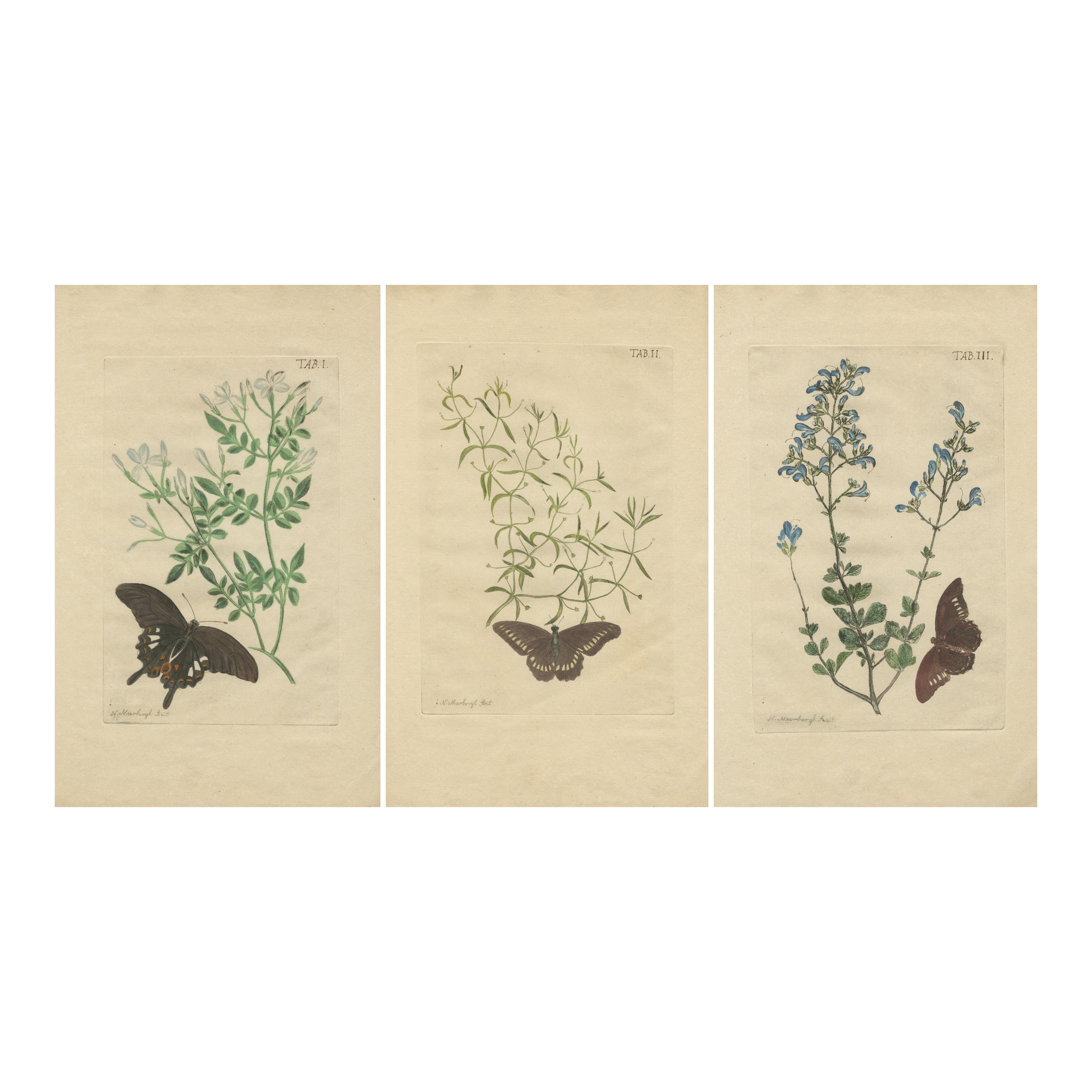 Rare Botanical Beauties with Butterflies – 1775 Plates from Meerburgh’s Garden For Sale