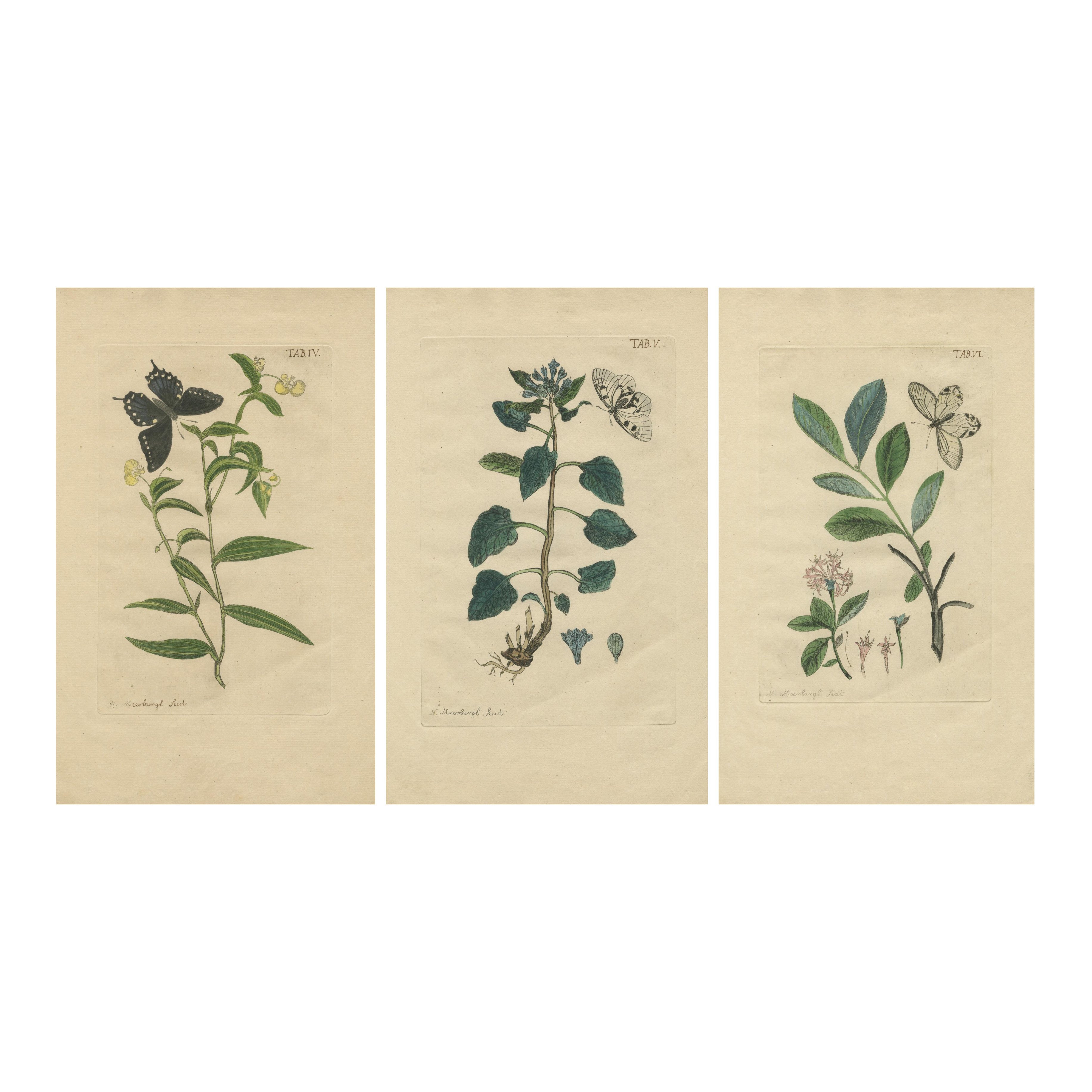 Wings and Wonders of the Garden – Rare Botanical and Butterfly Plates from 1775