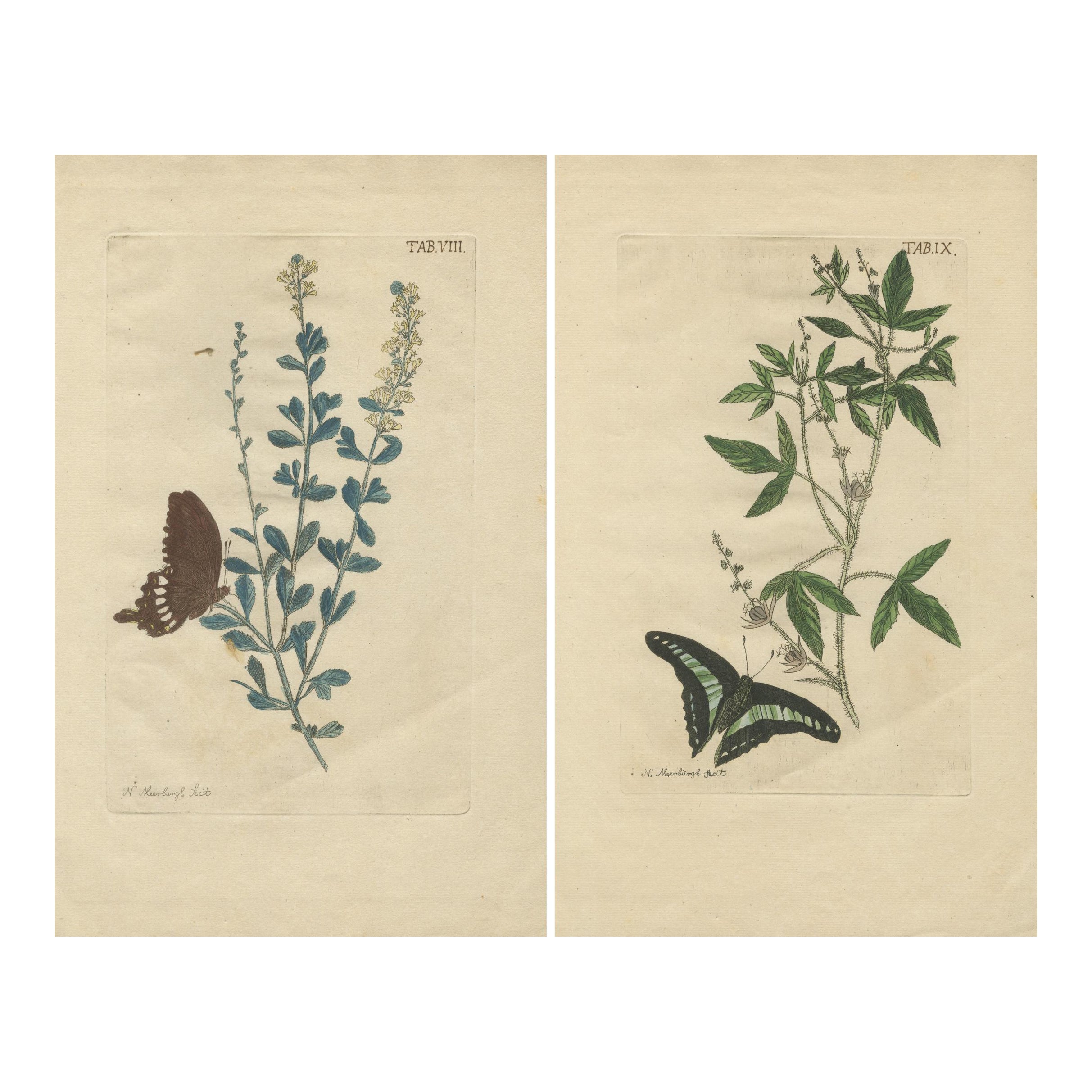 Exotic Botanicals and Rare Butterflies – Hand-Colored Dutch Prints from 1775