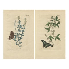 Exotic Botanicals and Rare Butterflies – Hand-Colored Dutch Prints from 1775