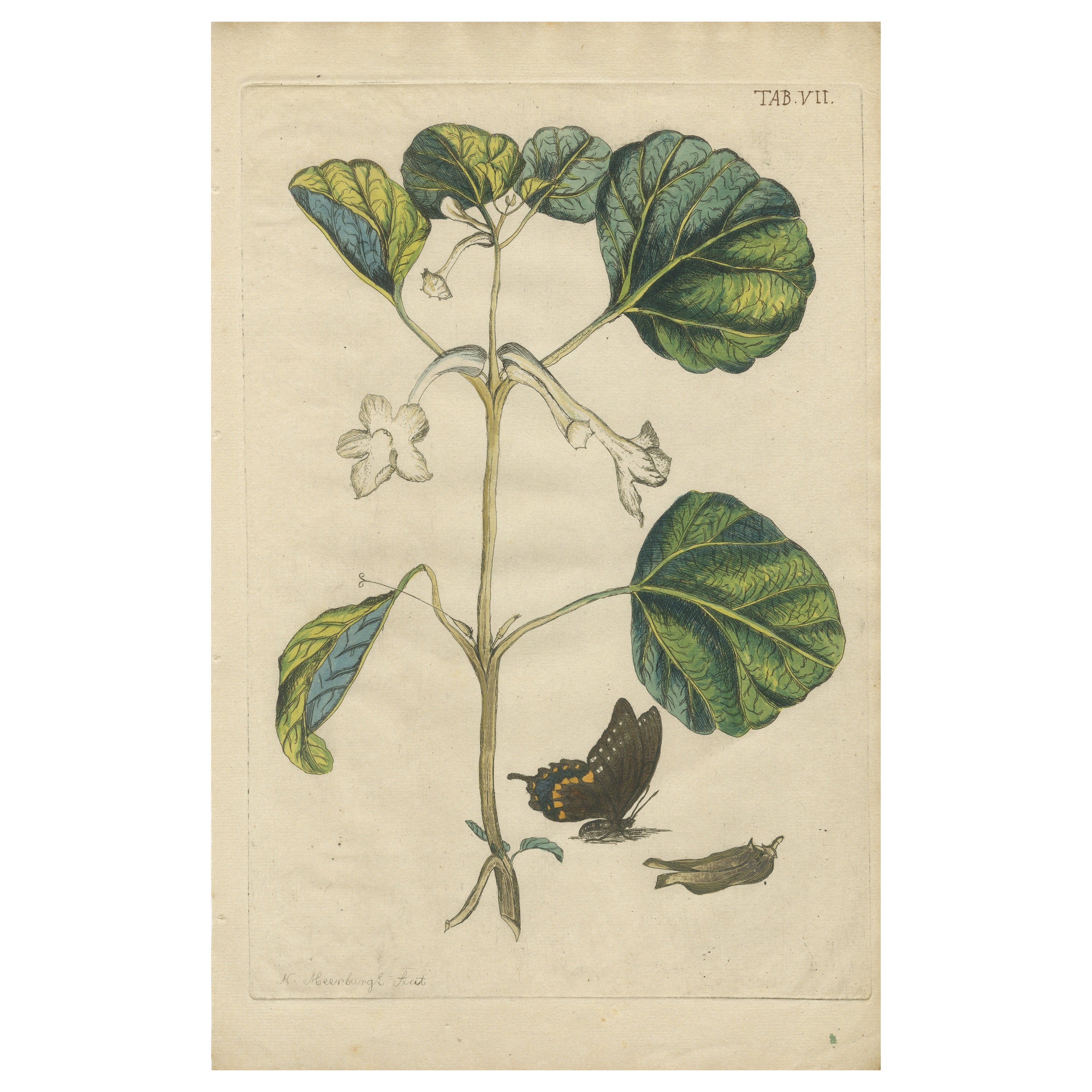 Bold Leaves and Butterfly – Hand-Colored Botanical Print from Meerburgh, 1775