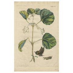 Bold Leaves and Butterfly – Hand-Colored Botanical Print from Meerburgh, 1775