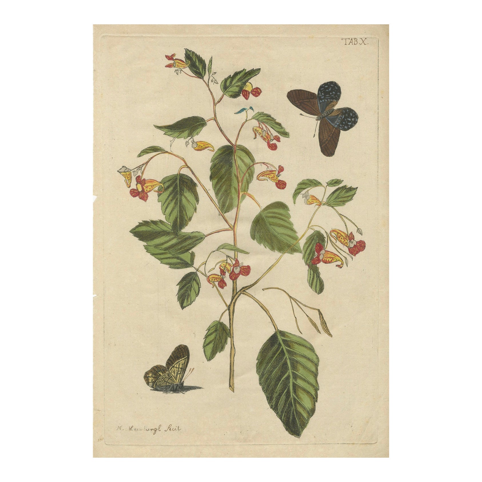 Exotic Wildflower with Butterflies – Rare Botanical Engraving by Meerburgh, 1775