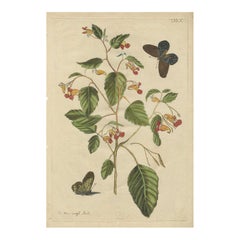 Exotic Wildflower with Butterflies – Rare Botanical Engraving by Meerburgh, 1775