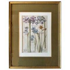 Botanical Engraving of Narcissus Flowers, Framed, Amsterdam 1655